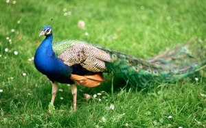 Peacock-Grass